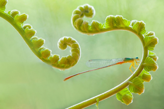 somatic therapy Nashville